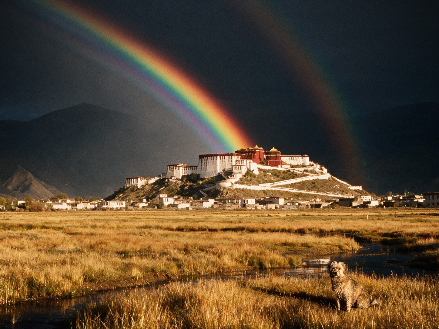 A rainbow over the sunlit Potala Palace, with dark mountains behind it and a dog in the grassy foreground. An AI-created scene from Nigel North's rainbow episode.